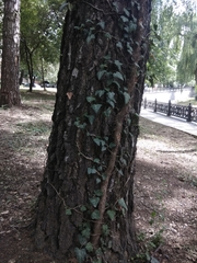 Hedera helix