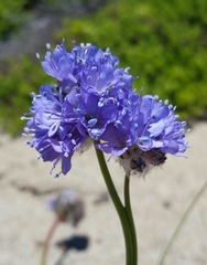 Gilia capitata chamissonis