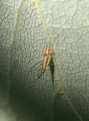 Eucallipterus tiliae
