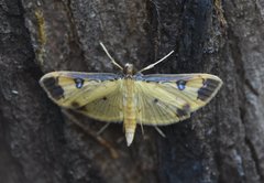 Eulepte anticostalis