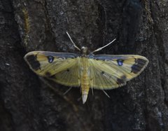 Eulepte anticostalis