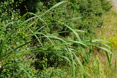 Brachypodium pinnatum