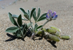 Lupinus tidestromii