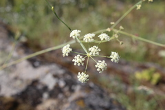 Seseli pallasii