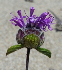 Monardella sinuata nigrescens