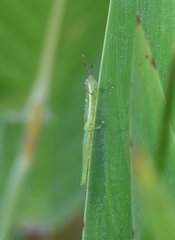 Stenacris vitreipennis