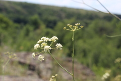 Seseli pallasii