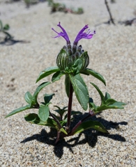 Monardella sinuata nigrescens
