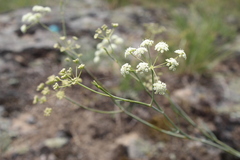 Seseli pallasii