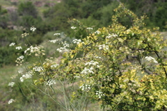 Seseli pallasii