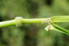 Brachypodium pinnatum