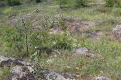 Seseli pallasii