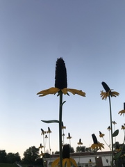Rudbeckia maxima