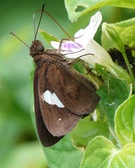 Notocrypta paralysos varians
