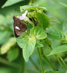 Notocrypta paralysos varians