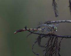 Arigomphus pallidus