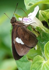 Notocrypta paralysos varians