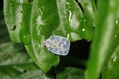 Borysthenes maculatus