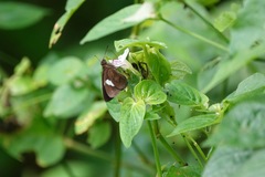 Notocrypta paralysos varians