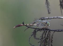 Arigomphus pallidus