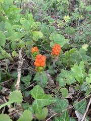 Arum maculatum