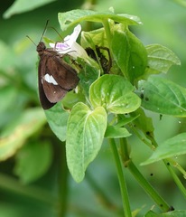Notocrypta paralysos varians