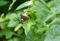 Notocrypta paralysos varians