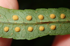 Polypodiastrum mengtzeense