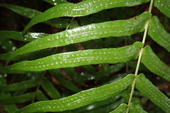 Polypodiastrum mengtzeense