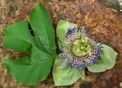 Passiflora platyloba