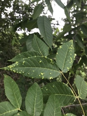 Pseudomicrostroma juglandis