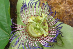 Passiflora platyloba