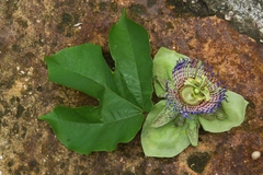 Passiflora platyloba