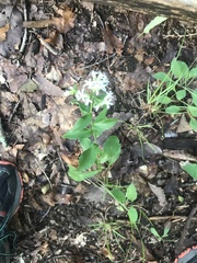 Sericocarpus asteroides