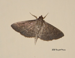 Lepidoptera
