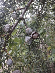 Cupressus arizonica