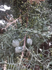 Cupressus arizonica