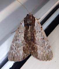 Catocala gracilis
