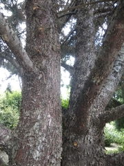 Cupressus arizonica