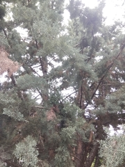 Cupressus arizonica