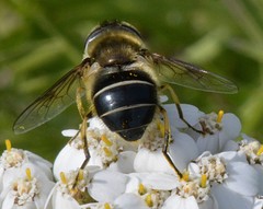 Eristalis obscura