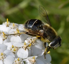 Eristalis obscura