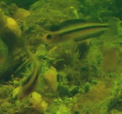 Forsterygion maryannae