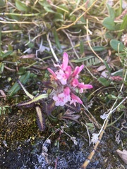 Pedicularis hirsuta