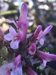 Pedicularis hirsuta