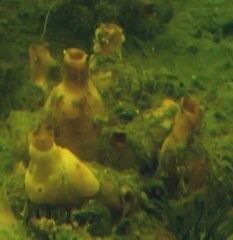 Cnemidocarpa bicornuta
