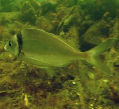 Nemadactylus macropterus