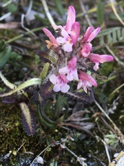 Pedicularis hirsuta