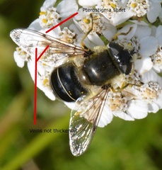 Eristalis obscura
