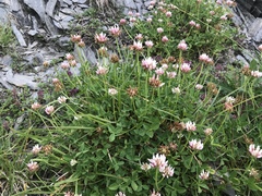 Trifolium thalii